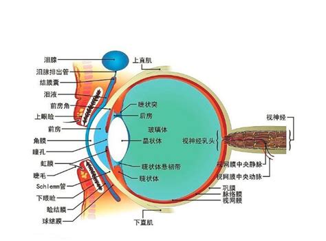 眼睛 部位|眼 图解 : 正常解剖 